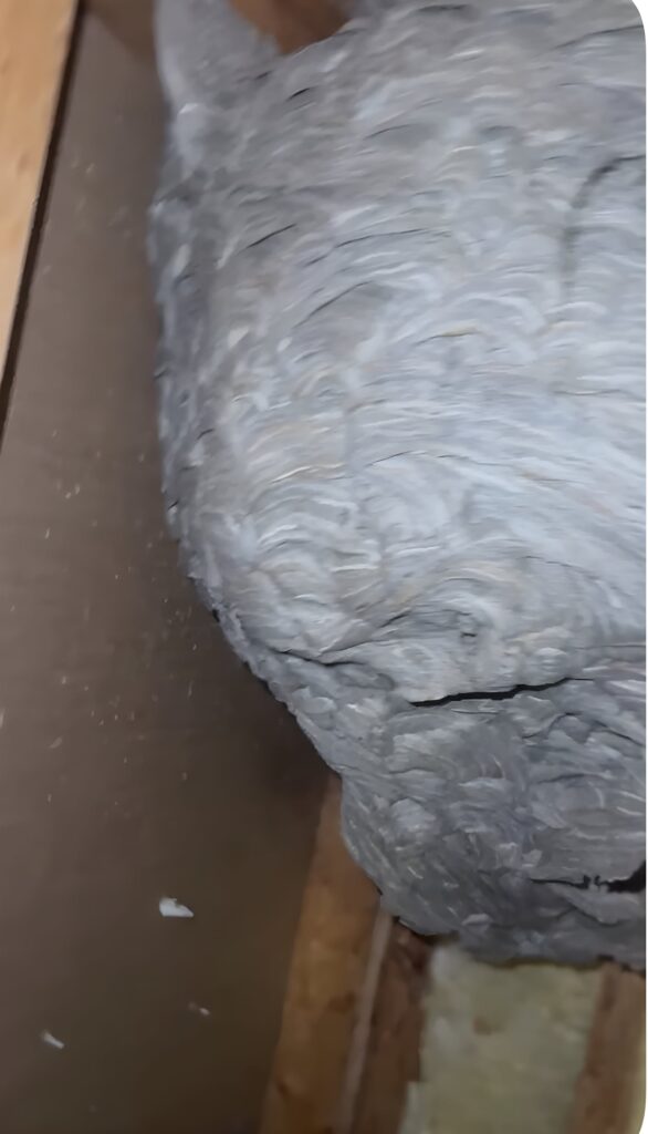 Wasp nest discovered during a Pickerington bathroom remodel